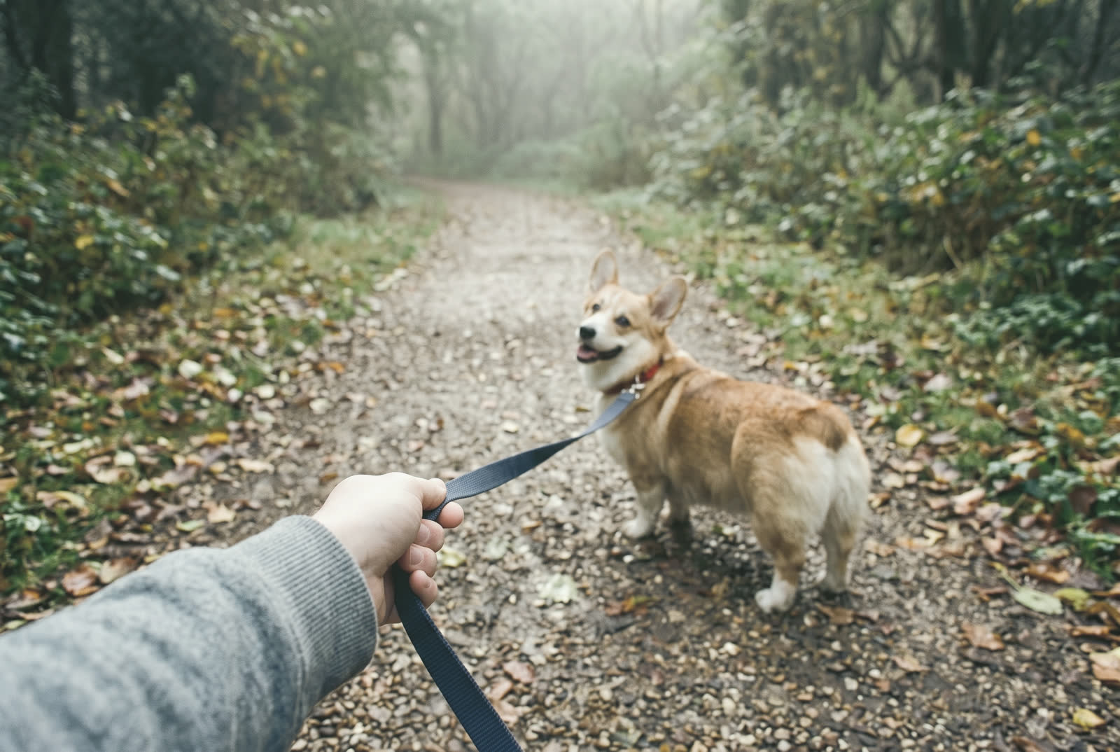 A misty woodland path on a wet autumn morning: a corgi on a lead has stopped and turned to look back at its walker, whose hand holds the lead at the edge of the frame.